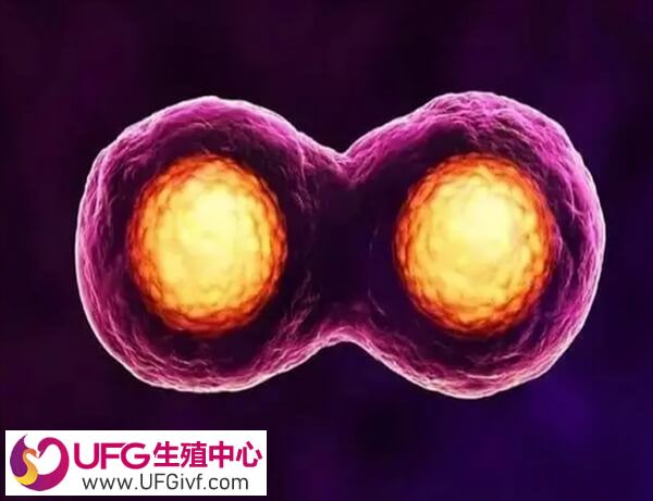 29岁试管双胎的成功率高不高
