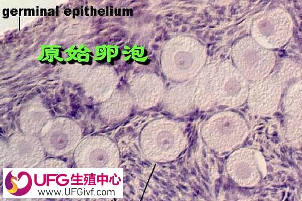 促排卵泡发育有几个阶段