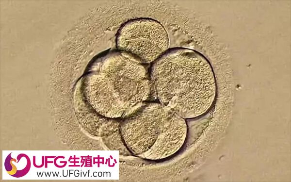 移植4bb优质囊胚48小时内可能着床
