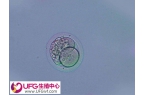三天的胚胎评级较低质量差能拿去养囊吗？
